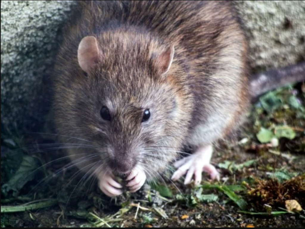 Gros plan sur un rat brun sauvage au pelage détaillé, mangeant en tenant la nourriture avec ses petites pattes avant.